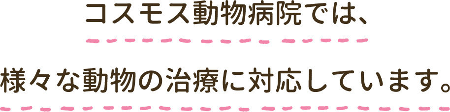 コスモス動物病院では様々な動物の診療に対応しています