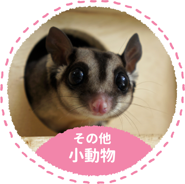 そのほか小動物