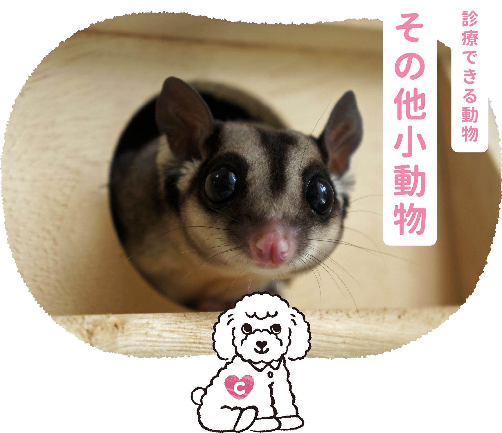 診察できる動物　その他小動物